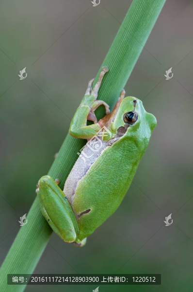 歐洲樹蛙