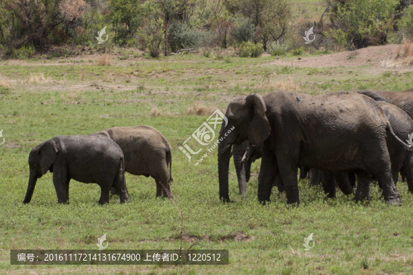 elephantfamily