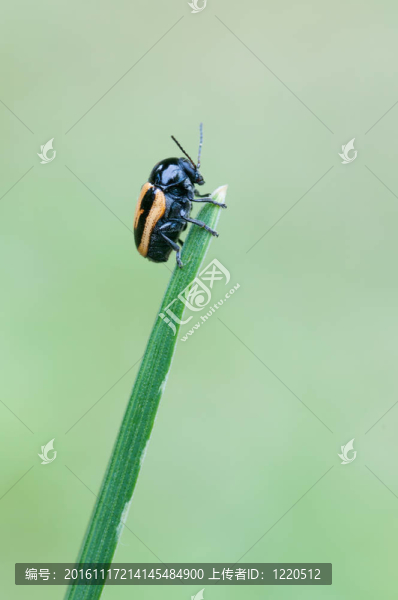 葉甲