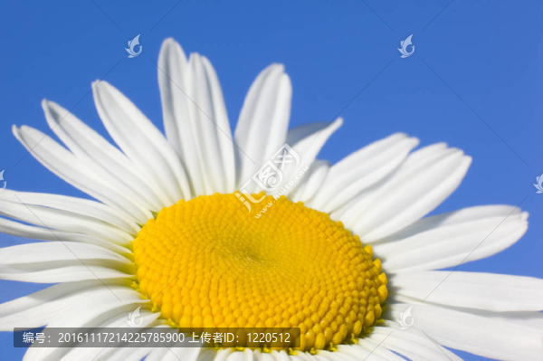 迷人的甘菊