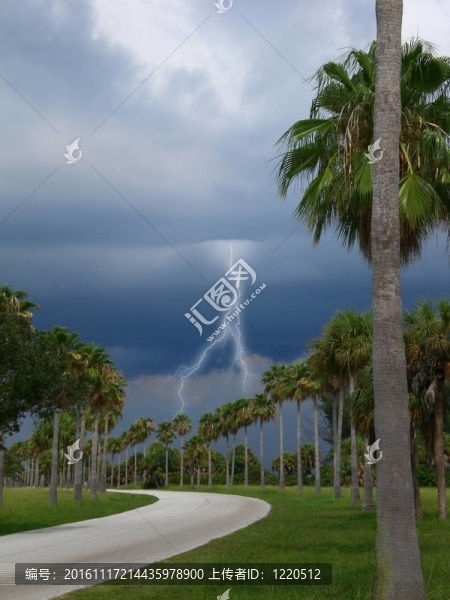 收集風(fēng)暴云盤旋在棕櫚樹與一個(gè)閃電