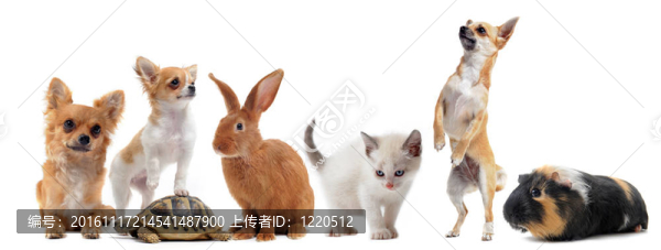 組的寵物