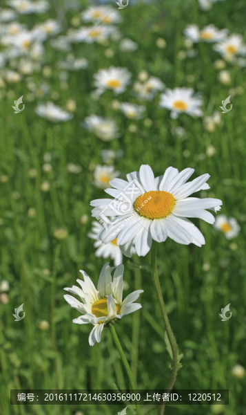 特寫鏡頭的白色雛菊在草地