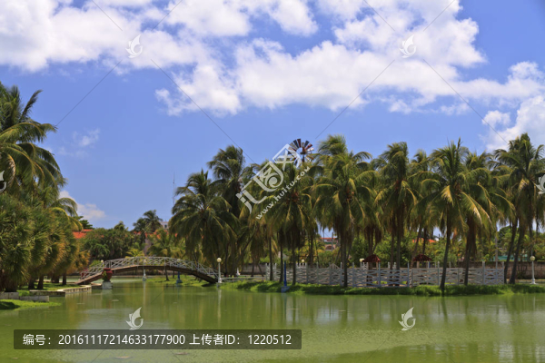 公園里有棕櫚和腳橋的小島