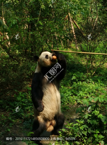熊貓