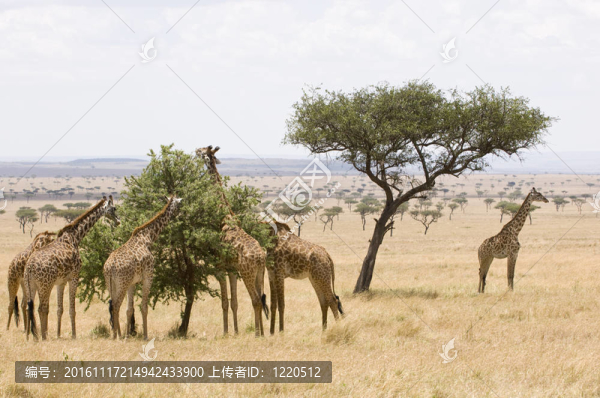長頸鹿Masai,Mara