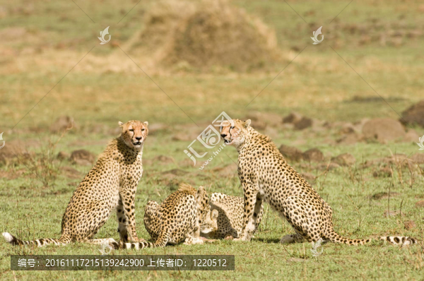 獵豹組