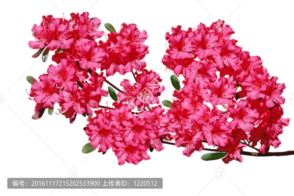 杜鵑花