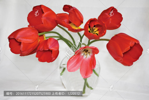 玻璃花瓶里的紅色郁金香