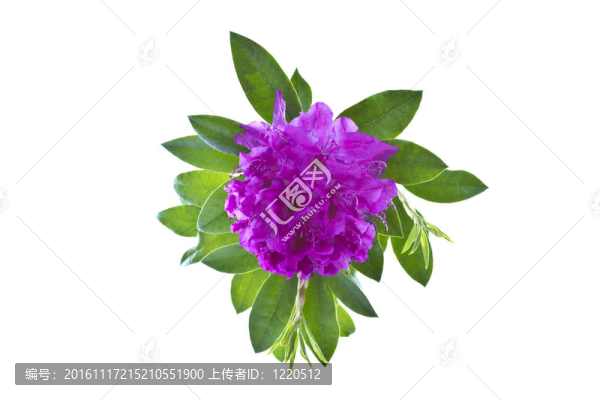 紫色的春天的花朵