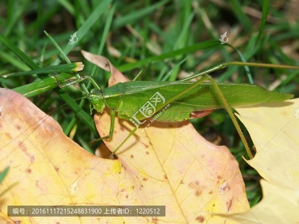 廣翅螽斯（中心體rhombifolium）