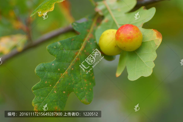 秋天的樹林