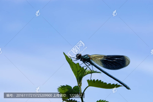 蜻蜓在白色上封閉起來(lái)