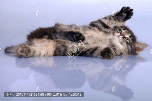 小貓