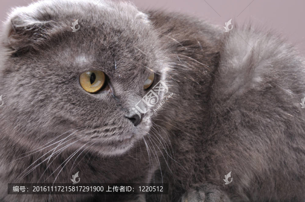 蘇格蘭折耳貓