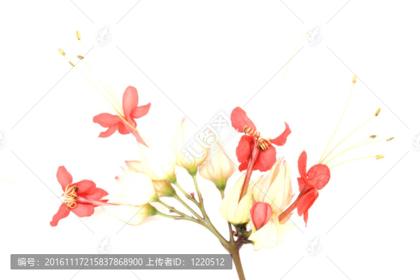 粉紅和金色和紅色的花