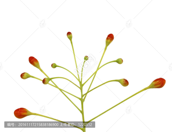 白色分離的紅色芽