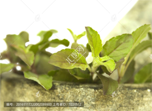 Basil,tulasi和石杵砂漿