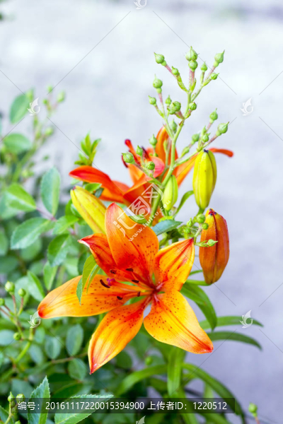 橙色百合花盛開(kāi)在床上