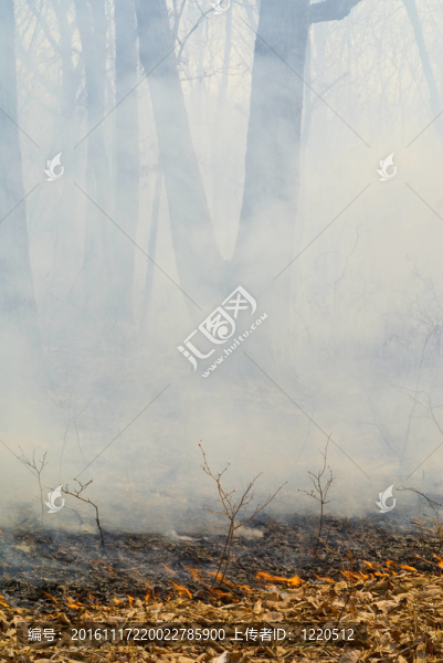 在森林火災(zāi)