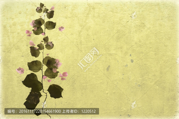 在米色的洗墻背景Bouganvillea