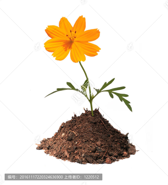 土丘里的橙花