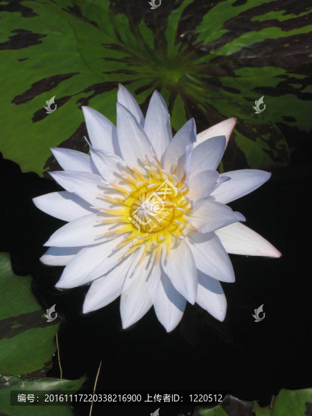 水百合