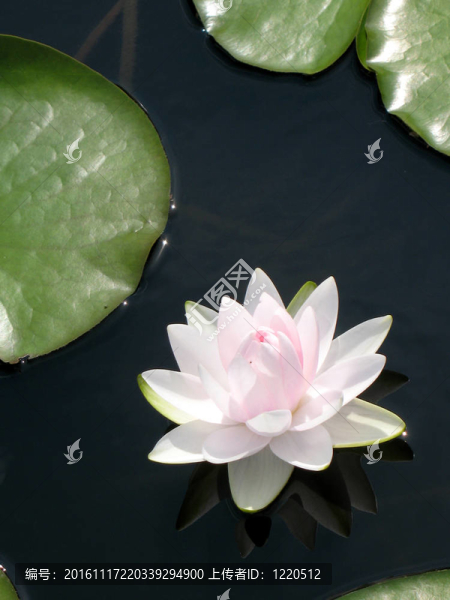 水百合