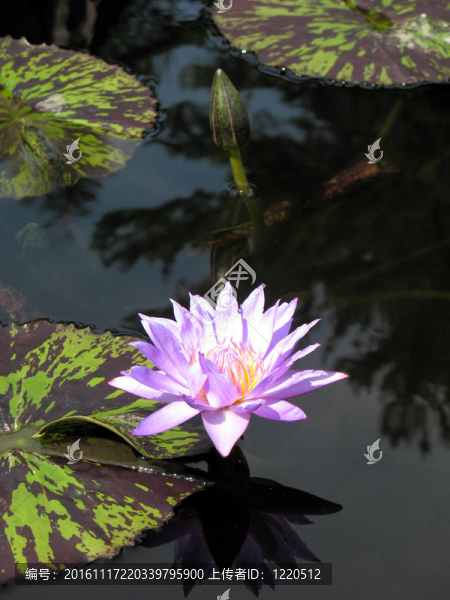 水百合