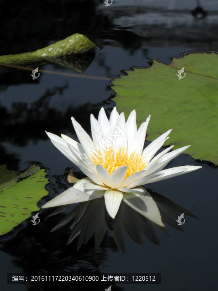 水百合