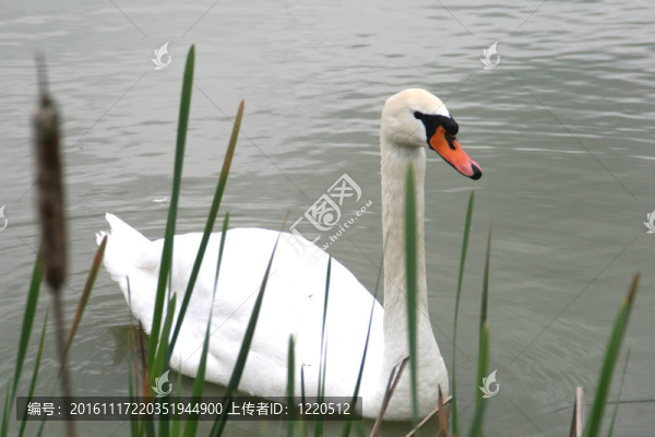 天鵝