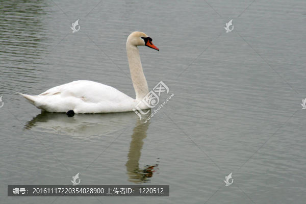 天鵝