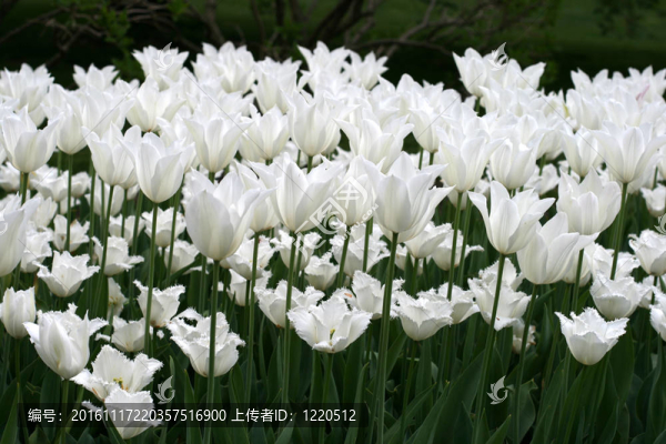 郁金香