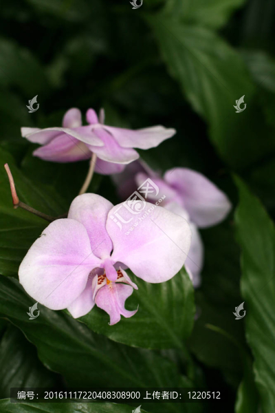 蘭花