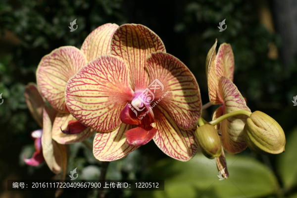 蘭花