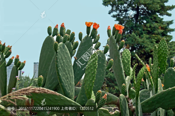 仙人掌