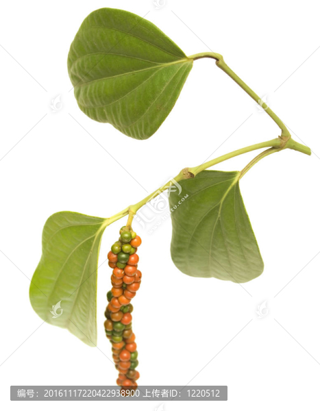 紅色和綠色的胡椒漿果