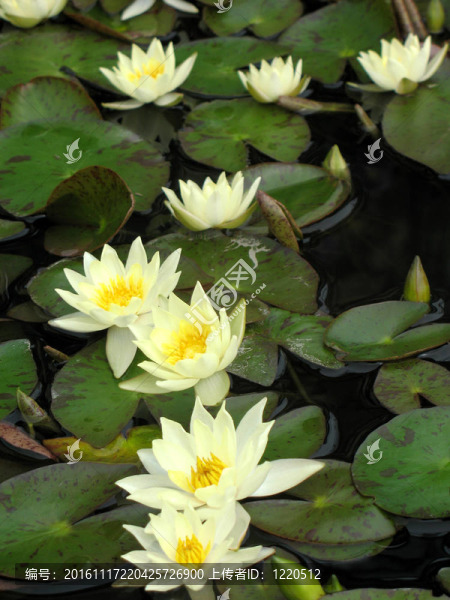 水百合