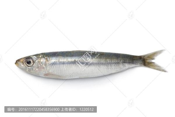 整個(gè)單新鮮的沙丁魚
