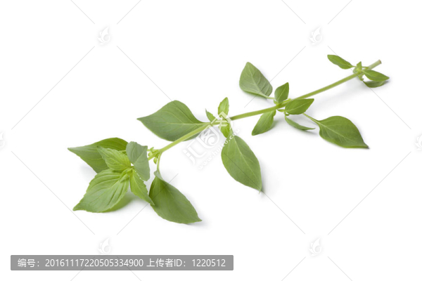 新鮮檸檬羅勒枝