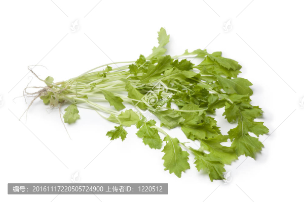 冬天cresss蔬菜