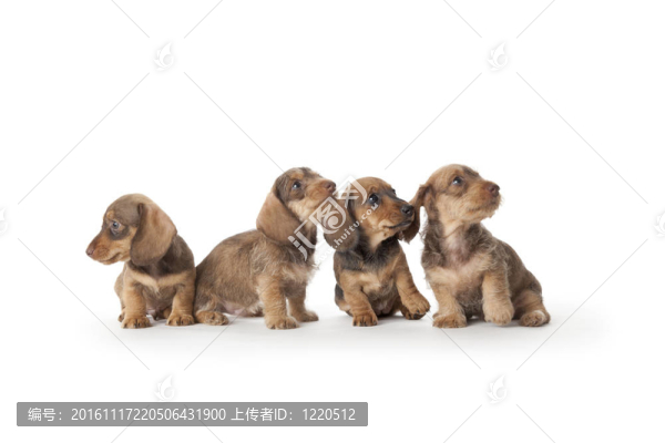 四短毛臘腸犬