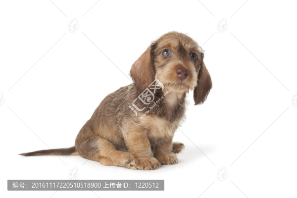 可愛的短毛臘腸狗