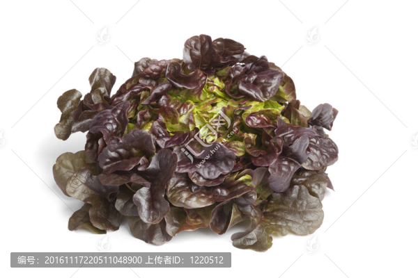 橡樹葉生菜