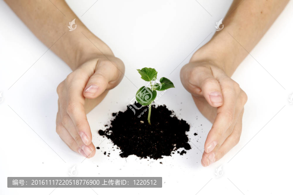 植物覆蓋