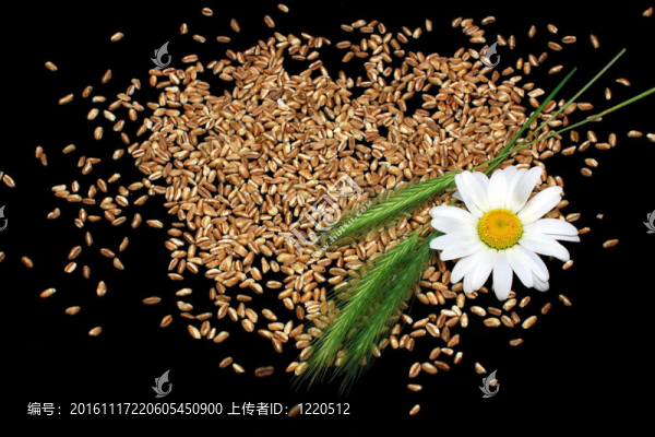 甘菊和糧食