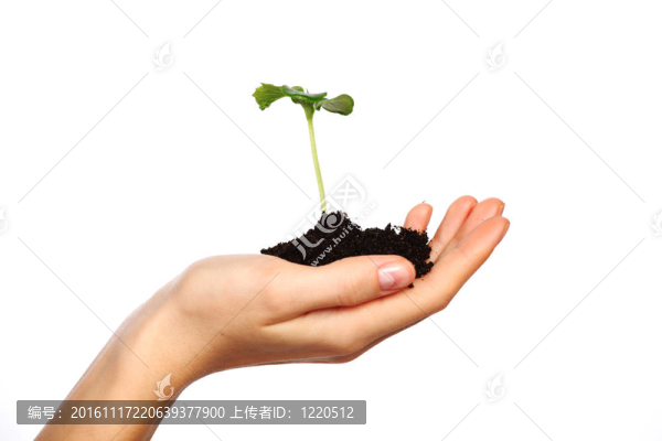 在婦女手中的植物
