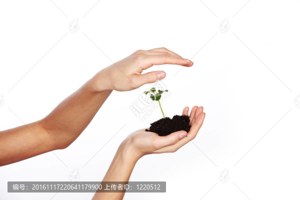 在婦女手中的植物