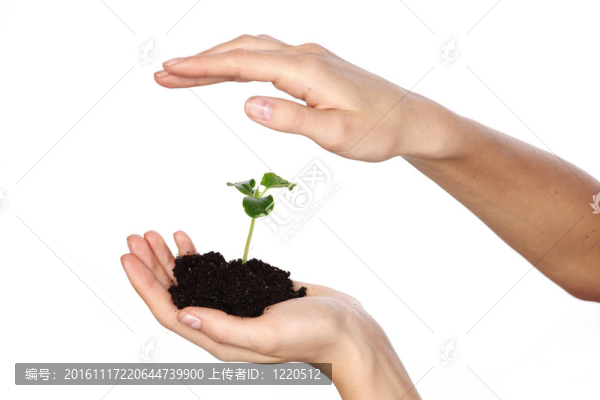 在婦女手中的植物