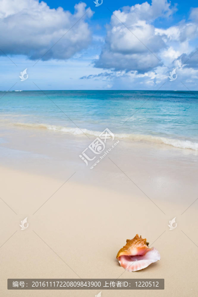 白沙海灘附近的米色貝殼